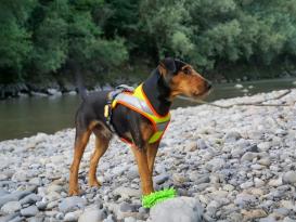 Grossenbacher Hundegeschirr Dogs FunRun Night 2.0 S 3