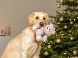 Weihnachts-Plüsch-Teddy für Hunde 3