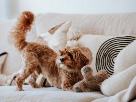 District 70 Hunde-Plüschspielzeug Ziggy taupe 3