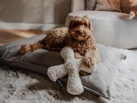 District 70 Hunde-Plüschspielzeug Ziggy merengue 3