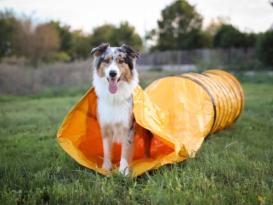 B-Ware Hunde Profi Agility Sack-Tunnel 3 m 3