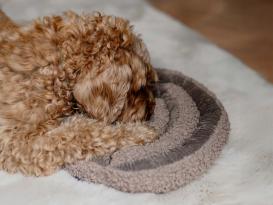 District 70 Hunde-Schnüffelteppich Swirl taupe 3