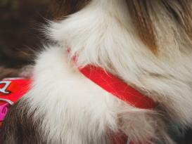 Ruffwear Front Range Flex Hundehalsband Rose Violet 3