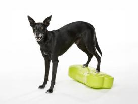 FitPAWS® K9 FITbone 3