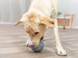 Dog Activity Naturgummi Snackball für Hunde 3