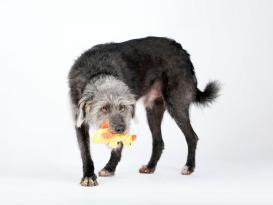 Laboni Emma Ente Kult-Spielzeug für Hunde 3