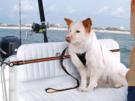 Kurgo Auto Zip Line Rückhaltesystem für Hunde 3