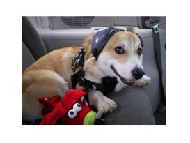 Mutt Muffs® Gehörschutz für Hunde -schwarz -XL- 3