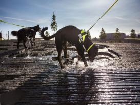 Julius K9 IDC Power Hundegeschirr neon-grün Gr. 1 3