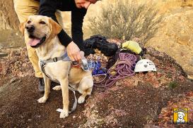 Ruffwear Doubleback™ Trekking Bergsteiger Hundegeschirr Gr. S 3