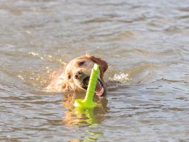 Aqua Toy MOT® Aqua Wasserspielzeug für Hunde 3