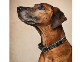 Zugstopp Hundehalsband Waldbursche havanna/creme 50 (36-41 cm) 3