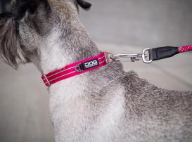 Dog Copenhagen Urban Style V2 Halsband Hunting Green 3