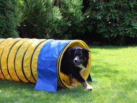 Hunde Profi Agility Tunnel FCI gelb 5 Meter B-Ware 3