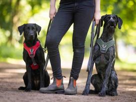 Wolters Active Pro Comfort Hundegeschirr grün/anthrazit 3 (50 - 57,5 cm) 3