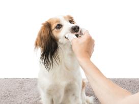 Zahnpflege Einweg-Fingerpads für Hunde 3