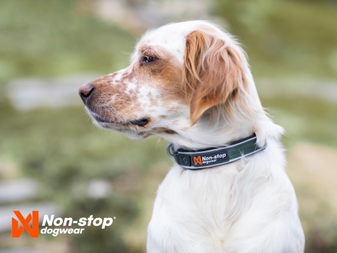 Non-Stop Dogwear Hundehalsband Roam Collar schwarz
