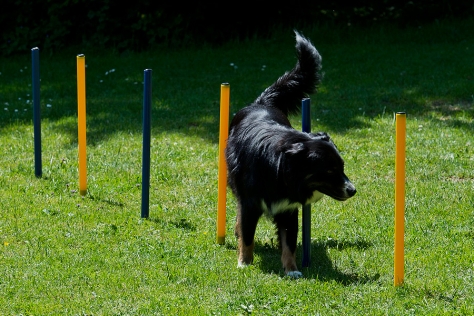 Dog Agility Slalom und Hürden Agility Set