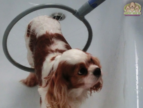 Comfort wash 360 – Die 360° Dusche für Hunde
