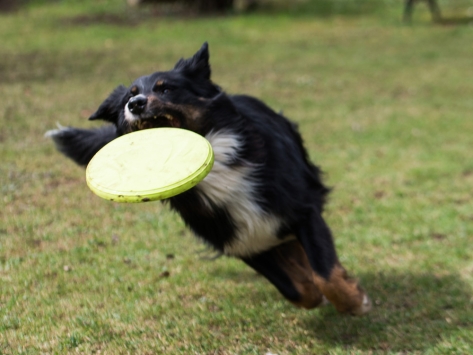 Hundesport Frisbee