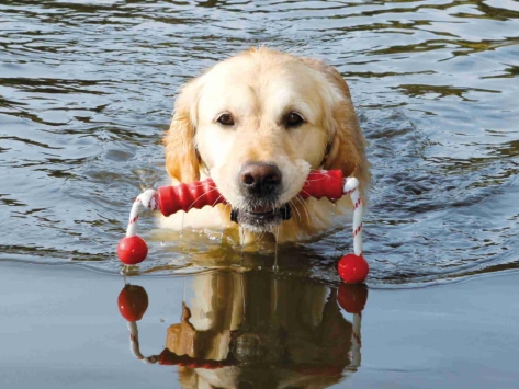 Dog Activity Aqua Toy MOT®Long