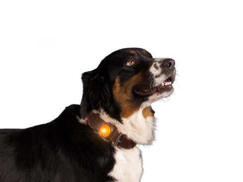Nightwalk Halsband- und Geschirrlicht orange
