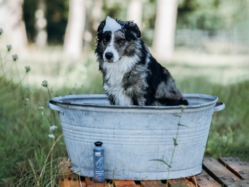 Greenfields Shampoo für schwarze Hunde