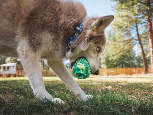 Ruffwear Front Range™ 3.0 Hundehalsband Wildflower