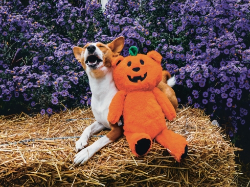 Halloween Plüschspielzeug Kürbis-Bär für Hunde