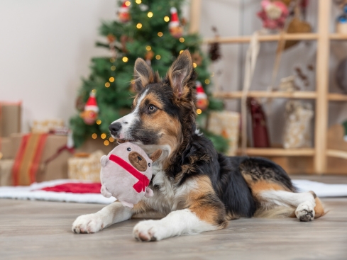 Weihnachts-Plüschhund Hundespielzeug