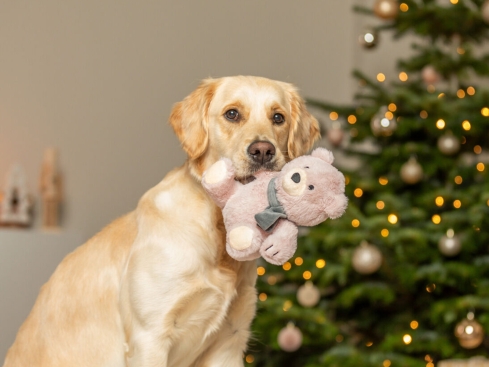 Weihnachts-Plüsch-Teddy für Hunde