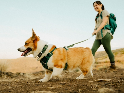 Ruffwear Front Range Flex Hundehalsband Deep Teal