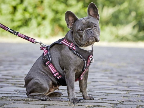 Wolters Active Pro Hundegeschirr rot/schwarz