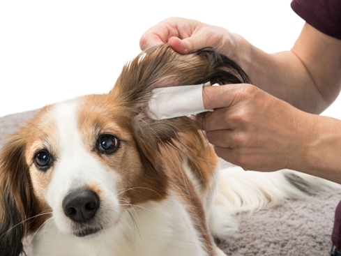 Ear Care Ohrenpflege für Hunde Fingerpads