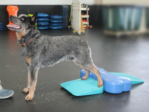 FitPAWS® Balance Ramp