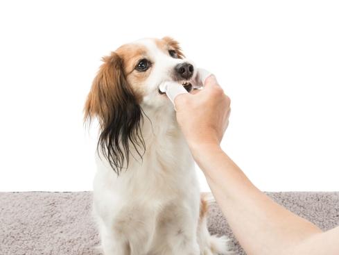 Zahnpflege Einweg-Fingerpads für Hunde