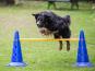 Dog Agility Wunsch-Parcours 3