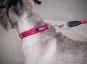 Dog Copenhagen Urban Style V2 Halsband Purple Passion 3