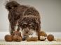 Wolters Pure Nature Spielknochen für Hunde 3