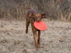 Dexas Off Leash Frisbee Flyer für Hunde 4