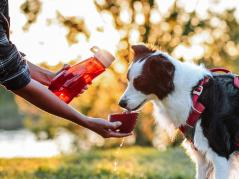Kurgo Gourd Wasserflasche für Hund und Mensch rot 4