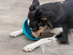 Lick’n'Snack Bowl Schleckmatte für Hunde 4