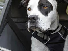 Ruffwear Load Up Auto-Sicherheitsgeschirr für Hunde schwarz 4