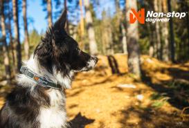 Non-Stop Dogwear Hundehalsband Roam Collar orange M 4