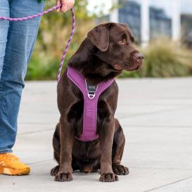Dog Copenhagen Comfort Walk Pro V3 Hundegeschirr Purple Passion XS 4