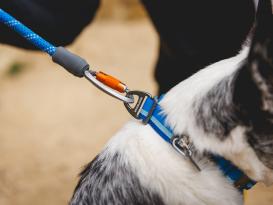 Ruffwear Top Rope™ 2.0 Hundehalsband mit Metalllverschluss Blue Pool 4