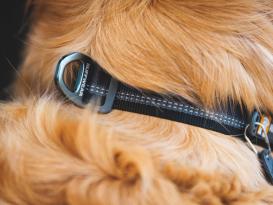 Ruffwear Top Rope™ 2.0 Hundehalsband mit Metalllverschluss Basalt Gray 36 - 51 cm 4