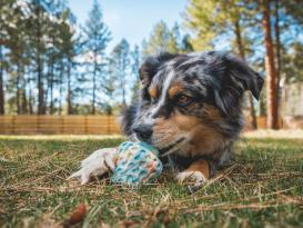 Ruffwear  FUNgi Toy Morel™ Hundespielzeug 4