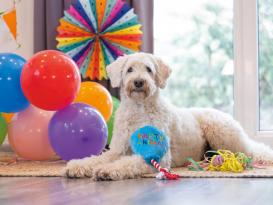 Beeztees Plüsch Partyballon Hundespielzeug 4