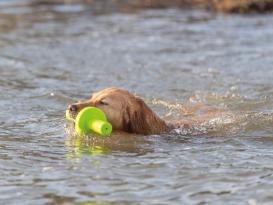 Aqua Toy MOT® Aqua Wasserspielzeug für Hunde 4